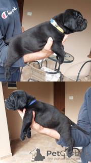 Photo №4. Je vais vendre cane corso en ville de Zrenjanin. annonce privée - prix - négocié