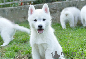 Photo №1. husky de sibérie - à vendre en ville de Ниш | négocié | Annonce №119948