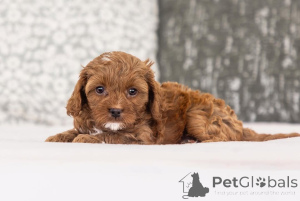 Photo №2 de l'annonce № 155611 de la vente labradoodle - acheter à Grèce annonce privée