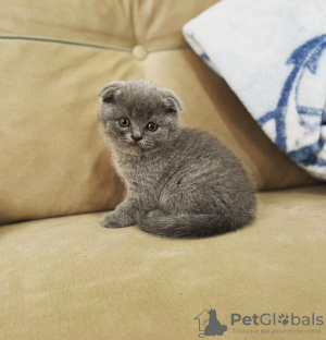 Photo №1. scottish fold - à vendre en ville de Floral Park | 284€ | Annonce № 96237