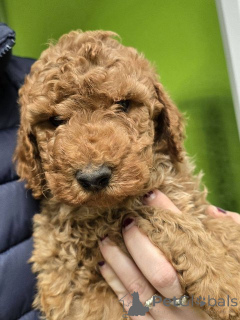 Photo №2 de l'annonce № 138675 de la vente caniche royale - acheter à Serbie 