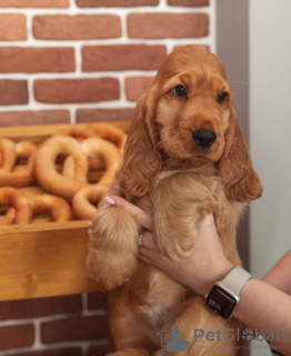 Photo №3. Cocker anglais. Biélorussie