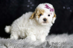 Photo №1. maltipu - à vendre en ville de Berlin | 900€ | Annonce №149852