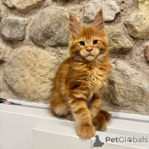 Photo №1. maine coon - à vendre en ville de Ostrava | négocié | Annonce № 171100