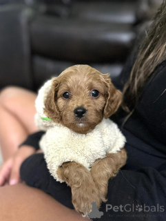 Photo №2 de l'annonce № 154339 de la vente cavalier king charles spaniel - acheter à USA éleveur