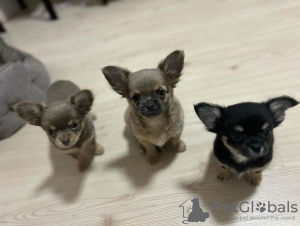 Photo №4. Je vais vendre chihuahua en ville de Стамбул. annonce privée - prix - 800€