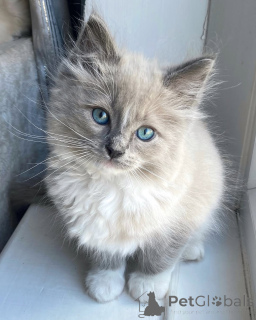 Photo №1. ragdoll - à vendre en ville de Andel | négocié | Annonce № 155561