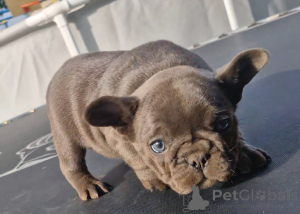 Photo №1. bouledogue - à vendre en ville de Smolevichi | 313€ | Annonce №124830