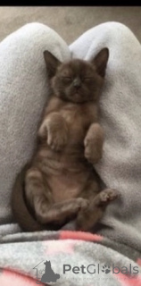 Photo №4. Je vais vendre burmese en ville de Doncaster. annonce privée - prix - 540€