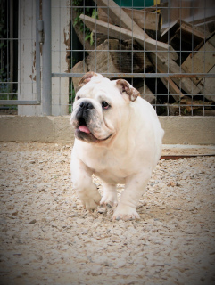 Photo №4. Je vais vendre bulldog anglais en ville de Krasnodar. de la fourrière - prix - négocié