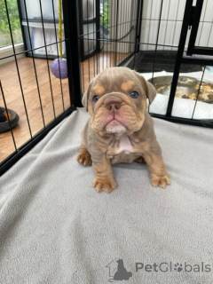 Photo №1. bulldog anglais - à vendre en ville de Eschenau | négocié | Annonce №170072