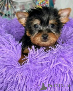 Photo №2 de l'annonce № 139118 de la vente  - acheter à USA éleveur