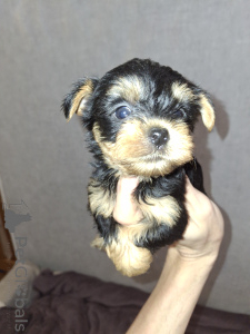 Photo №2 de l'annonce № 160685 de la vente biewer yorkshire terrier, yorkshire terrier - acheter à La finlande annonce privée, de la fourrière, éleveur