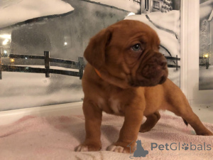 Photo №3. Chiots Dogue de Bordeaux mâles et femelles bien dressés. Honduras