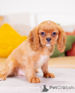Photo №2 de l'annonce № 155455 de la vente cavalier king charles spaniel - acheter à L'Autriche annonce privée