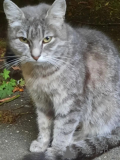 Photo №2 de l'annonce № 149171 de la vente  - acheter à Fédération de Russie annonce privée