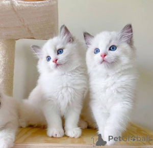 Photo №1. ragdoll - à vendre en ville de Hong Kong | 5813€ | Annonce № 157875
