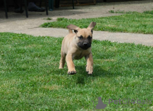 Photos supplémentaires: Chiots Boerboel Mastiff sud-africains