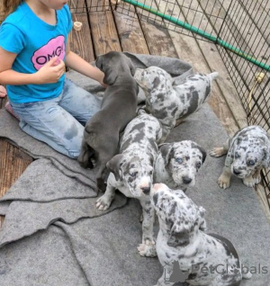 Photo №1. dogue allemand - à vendre en ville de Berlin | négocié | Annonce №120927