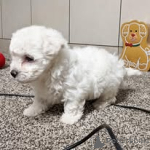 Photo №4. Je vais vendre bichon à poil frisé en ville de Paris. annonce privée, éleveur - prix - 700€