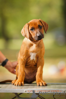 Photo №1. chien de rhodésie à crête dorsale - à vendre en ville de Minsk | négocié | Annonce №72846