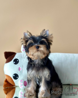 Photo №4. Je vais vendre yorkshire terrier en ville de Seydispjordur. annonce privée - prix - négocié