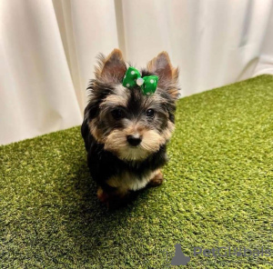 Photo №3. Chiots Yorkies super adorables. USA