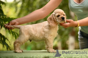 Photo №3. Merveilleux garçon cocker américain. Ukraine