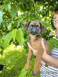 Photo №1. petit brabançon - à vendre en ville de Mogilyov | 500€ | Annonce №146219