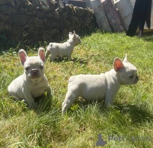 Photo №1. bouledogue - à vendre en ville de Alain | négocié | Annonce №173716