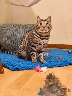 Photo №1. bengal - à vendre en ville de Amersfort | négocié | Annonce № 145455