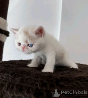 Photo №3. Mignon adorable persan à vendre contacter WhatsApp Business 447450021323. La finlande