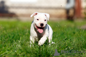 Photo №3. Chiot American Staffordshire Bull Terrier. Pologne