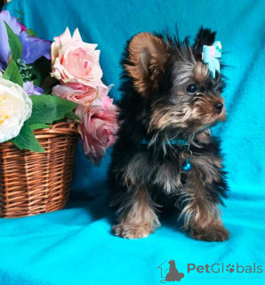 Photo №4. Je vais vendre yorkshire terrier en ville de Москва. annonce privée - prix - 377€