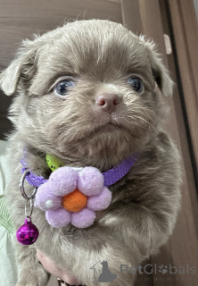 Photo №4. Je vais vendre chihuahua en ville de Sivats.  - prix - négocié