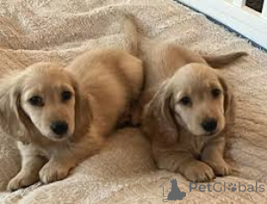 Photo №3. Cuccioli di Bassotto en vente. Italie