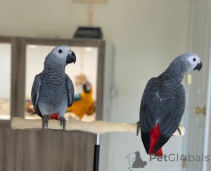 Photo №1.  - à vendre en ville de Los Altos | Gratuit | Annonce №139131