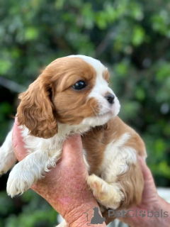 Photo №4. Je vais vendre cavalier king charles spaniel en ville de Berlin. éleveur - prix - 500€