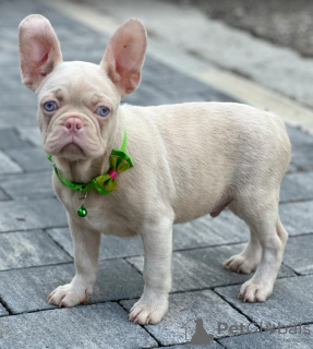 Photos supplémentaires: Chiots bouledogue français roses