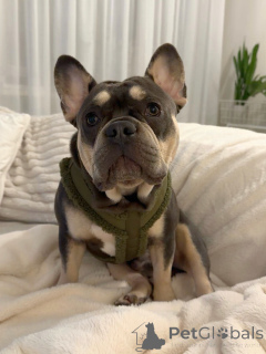 Photo №1. bouledogue - à vendre en ville de Berdorf | négocié | Annonce №157835