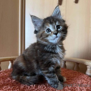 Photo №1. maine coon - à vendre en ville de Seltow | 350€ | Annonce № 151255