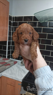 Photo №2 de l'annonce № 132753 de la vente  - acheter à Allemagne annonce privée