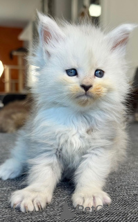 Photo №1. maine coon - à vendre en ville de Berlin | négocié | Annonce № 158796