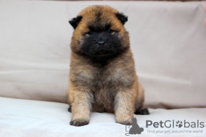 Photos supplémentaires: Chiots eurasiers