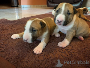 Photo №1. bull terrier - à vendre en ville de Blankenberge | négocié | Annonce №173378