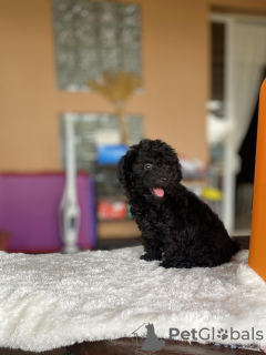 Photo №1. caniche royale - à vendre en ville de Rome | 450€ | Annonce №131746