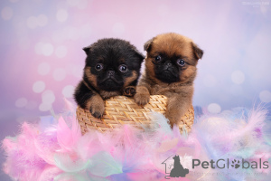 Photo №1. petit brabançon - à vendre en ville de Rivière moscou | 539€ | Annonce №161854