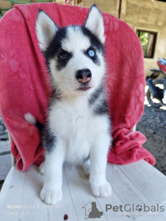 Photo №1. husky de sibérie - à vendre en ville de Lige | négocié | Annonce №169349