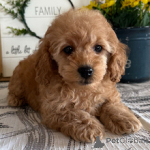 Photo №4. Je vais vendre caniche (jouet) en ville de Hambourg. annonce privée - prix - 300€