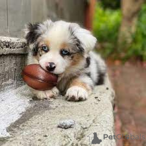 Photo №2 de l'annonce № 167113 de la vente berger australien - acheter à Belgique annonce privée, éleveur